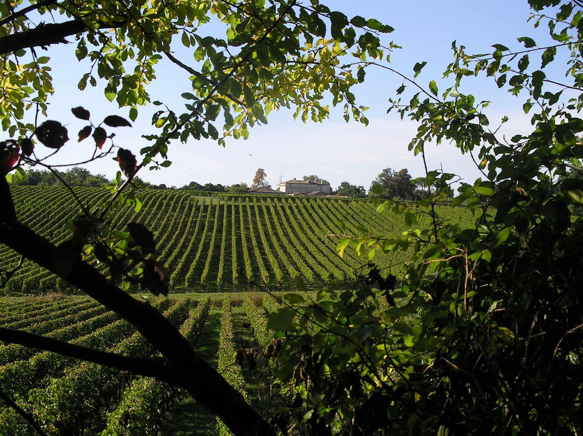 Cchateau-mazeris-vin-fronsac-bordeaux
