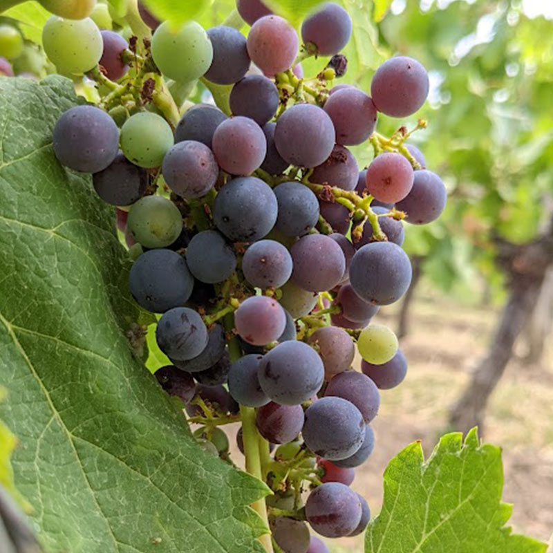mazeris-cepage-chateau-fronsac