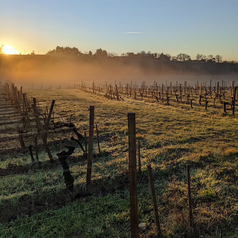 vignoble-fronsac-mazeris